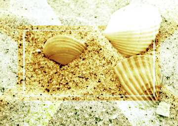 FX №190736  Monochrome. Seashells. sand Template Infographic Layout