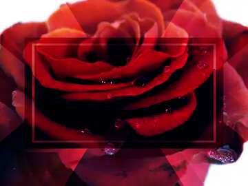 FX №190292 A rose flower with drops powerpoint website infographic template banner layout design responsive...