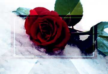 FX №190339 Red rose on the white snow powerpoint website infographic template banner layout design responsive...