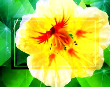 FX №190685 Yellow nasturtium Flower Infographic Layout Template