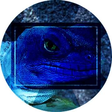 FX №190946  Lizard blue Image Infographic Layout Template