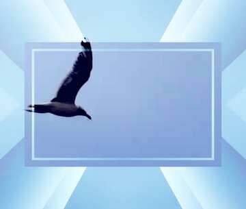 FX №190660 Seagull in the sky Infographic Layout Template