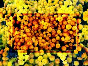FX №190695 The texture of the yellow carpet of lowers.Chrysanthemum. Template Infographic