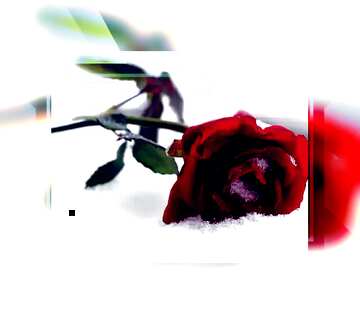 FX №190335 Bright red roses and snow