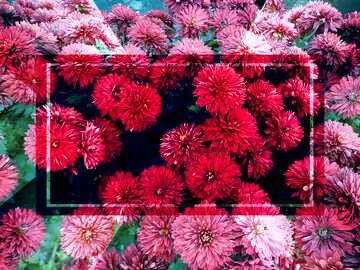 FX №190689  Chrysanthemum autumn flower Powerpoint Template