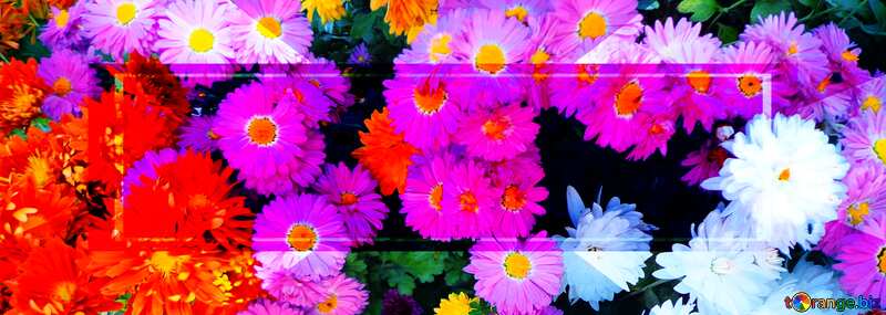 Chrysanthemum autumn flower Template Banner Design Infographic №14190