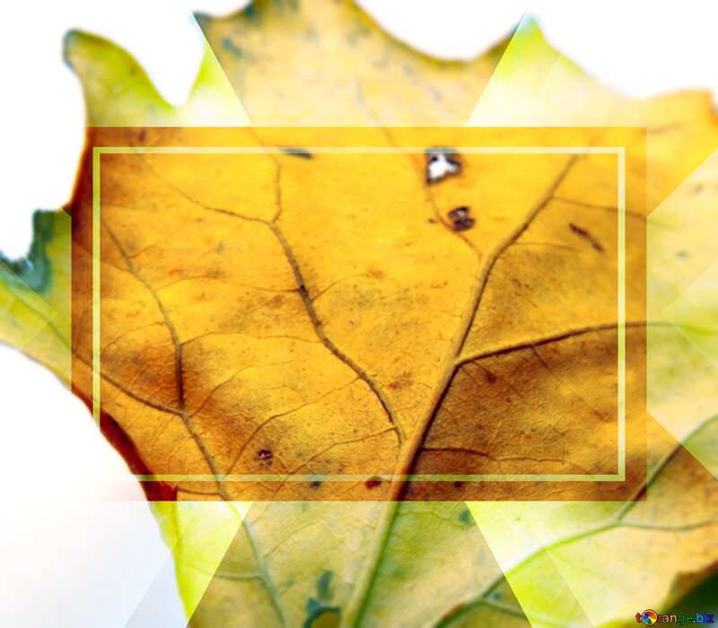 Autumn leaf Infographic Design №18028