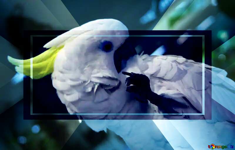 Gay parrot Cockatoo powerpoint website infographic template banner layout design responsive brochure business №10748