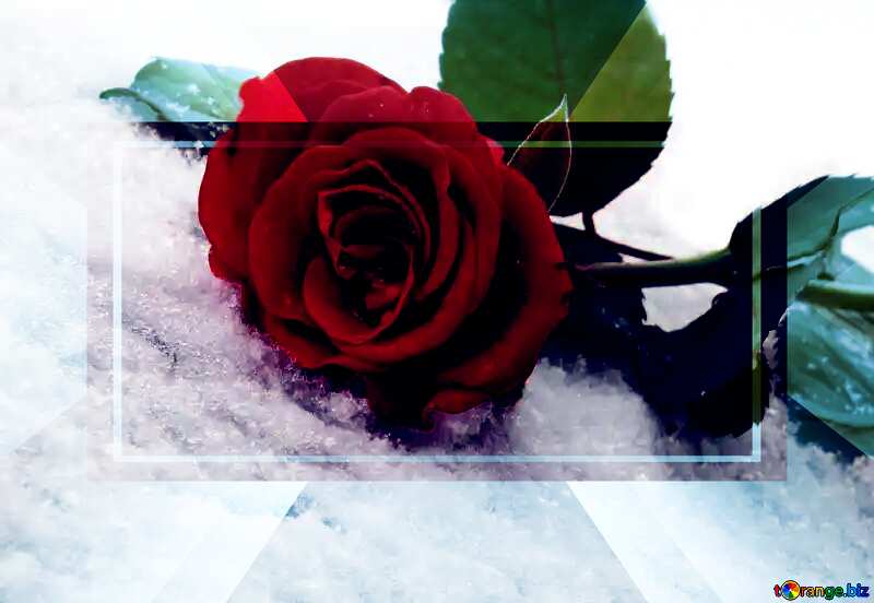 Red rose on the white snow powerpoint website infographic template banner layout design responsive brochure business №16930