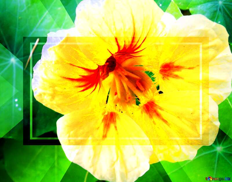 Yellow nasturtium Flower Infographic Layout Template №14230
