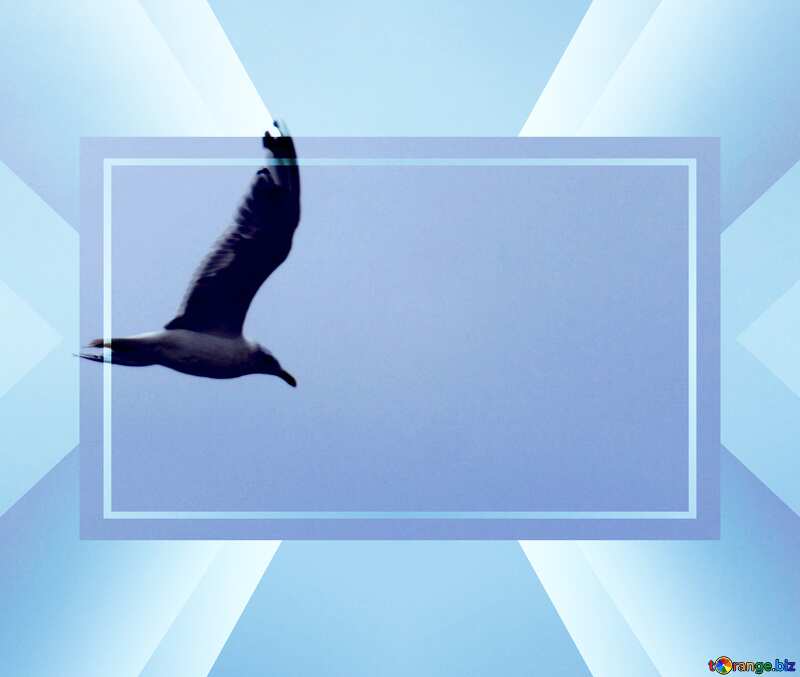 Seagull in the sky Infographic Layout Template №14440