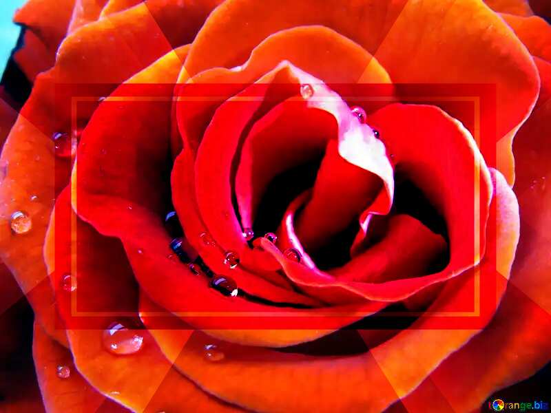 Rose flower Template frame Responsive Design №17112