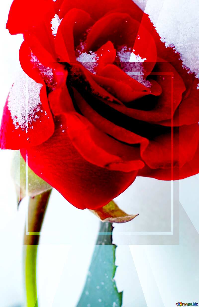 A flower rose in the snow Template Picture №16972