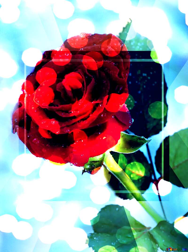  Rose flower bokeh background Template №16883