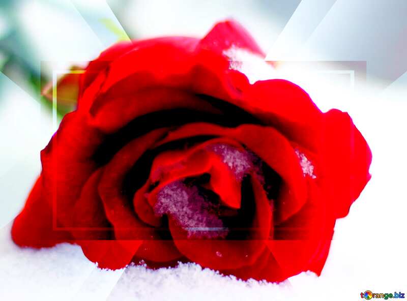 Red Rose flower winter snow Template Banner №17824