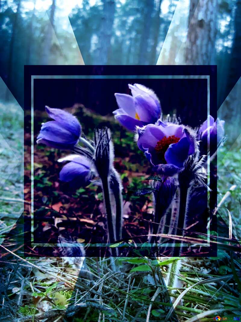 Flowers in the Forest Template №12665