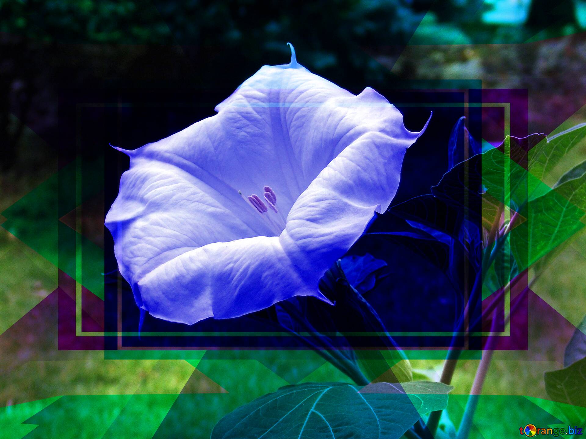 Download Free Picture Large White Flower Datura Blank Design Frame On Cc By License Free Image Stock Torange Biz Fx 1918