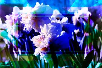 FX №191791 Spring Flowers Frame Design Blue Template