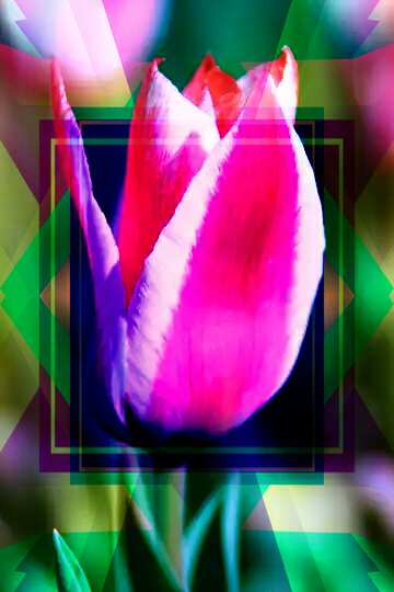 FX №191807  Pink Tulip Template Illustration Design Frame