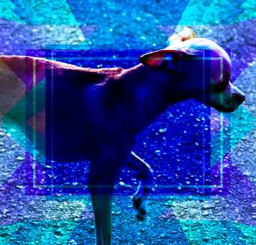 FX №191441  Chihuahua dog Blank Blue Design Frame Template