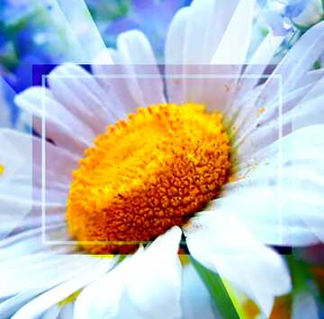 FX №191066 Daisies flower Template Infographic Layout