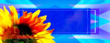 FX №191719  Sunflowers on background of blue sky Template banner