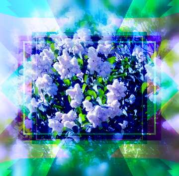 FX №191558  Garden Lilac Bloomed Template
