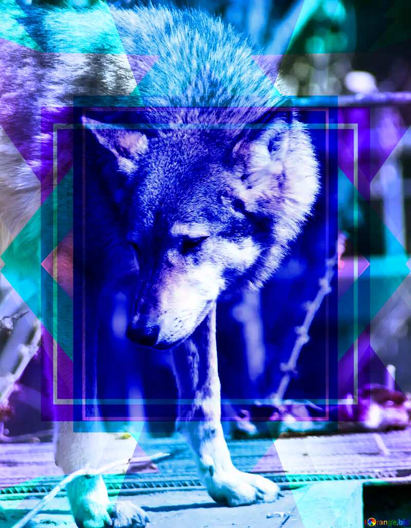 Wolf Blank Blue Frame Design Template №4568
