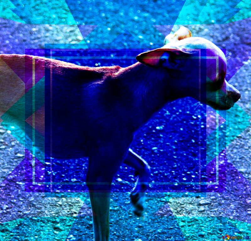  Chihuahua dog Blank Blue Design Frame Template №5130