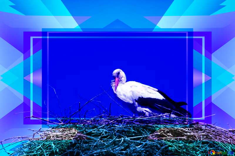  European bird Stork Design Infographic Illustration Frame Template №1604