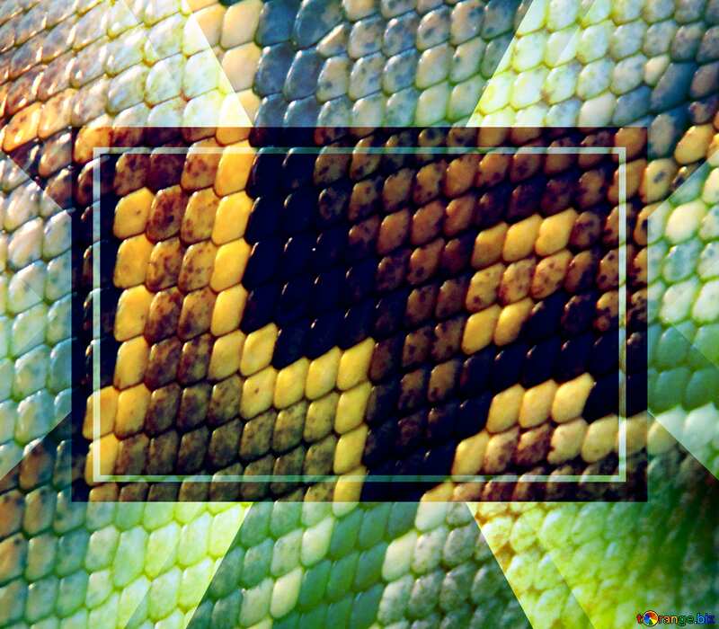 Skin Python snake Texture Template №10378
