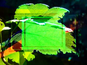 FX №192593 Vine leaf translucent in the sun Colorful illustration template frame responsive