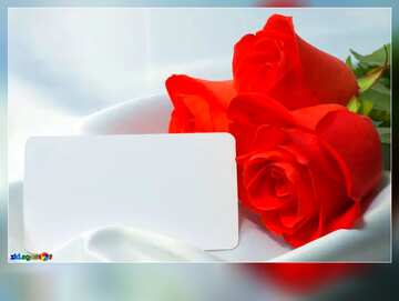 FX №192395 Roses flower  business card frame