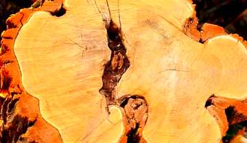 FX №192383 Natural-Edge Slabs wood