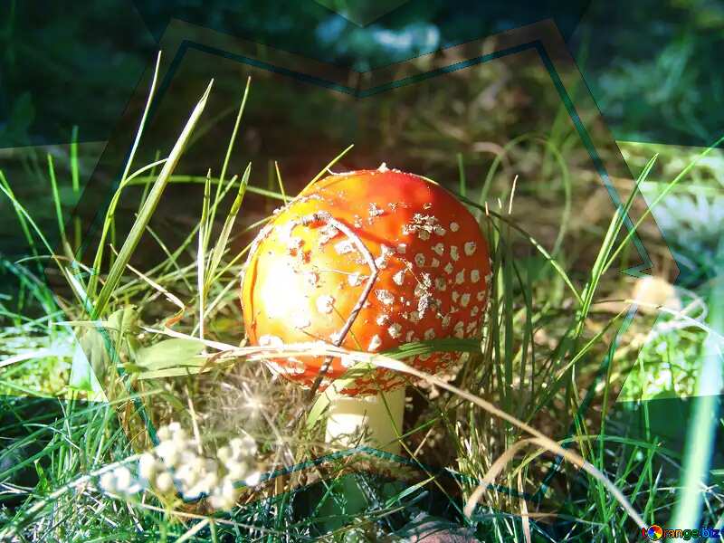 免费下载图片 Amanita muscaria Blue illustration template frame 在CC-BY许可证〜免费图片