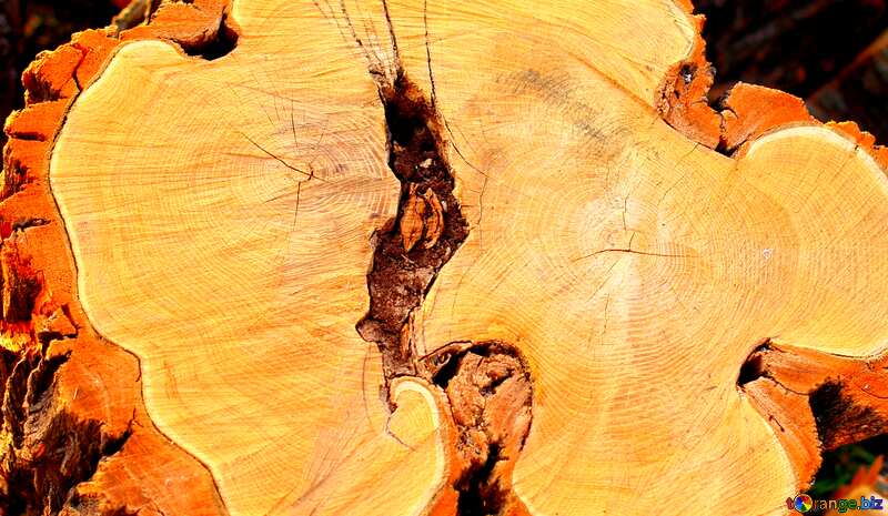Natural-Edge Slabs wood №37212