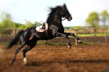 FX №193278 Jumping horse blur frame