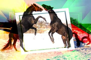 FX №193188 Two stallions horse ascertain relationships Creative abstract Geometrical Future Trend template...