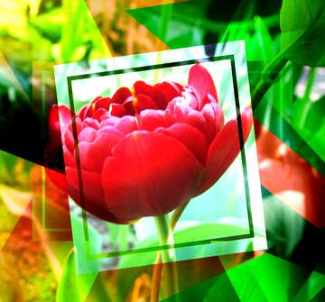 FX №193322 Red peonies tulip Creative abstract Geometrical Future Trend template frame
