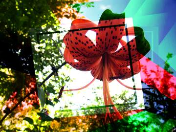 FX №193123  Tiger Lily flower in the background of blue sky Creative abstract Geometrical Future Trend...