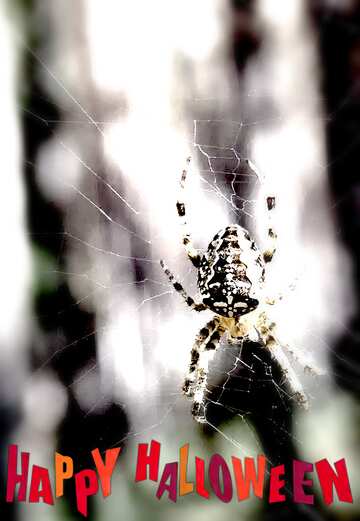 FX №193631  Spider blur frame happy halloween