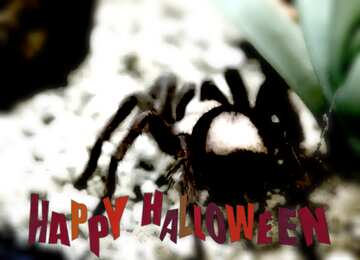 FX №193639  Spider blur frame happy halloween