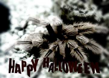 FX №193637 Beautiful Spider blur frame happy halloween