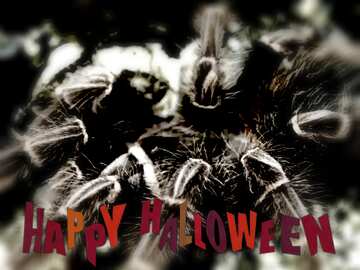 FX №193644 Huge Spider blur frame happy halloween