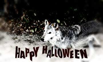 FX №193934 Wolf happy halloween