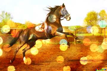 FX №193275 Jumping horse background