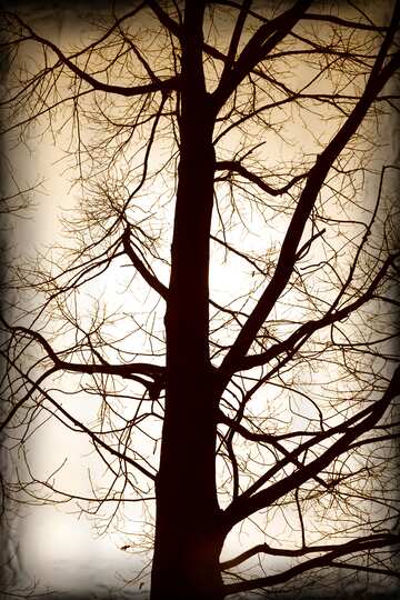 FX №193873 Branches  tree  no  leaf  at  background  sky old dark frame