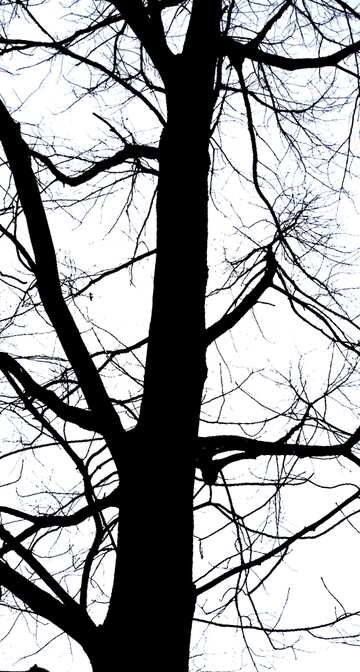 FX №193876 Branches  tree  no  leaf  at  background  sky black and white