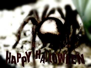 FX №193638 Rare Spider Spider blur frame happy halloween