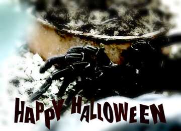 FX №193641 Africa Spider Goliath Spider blur frame happy halloween